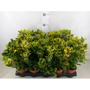 Euonymus japon. 'Aureus'