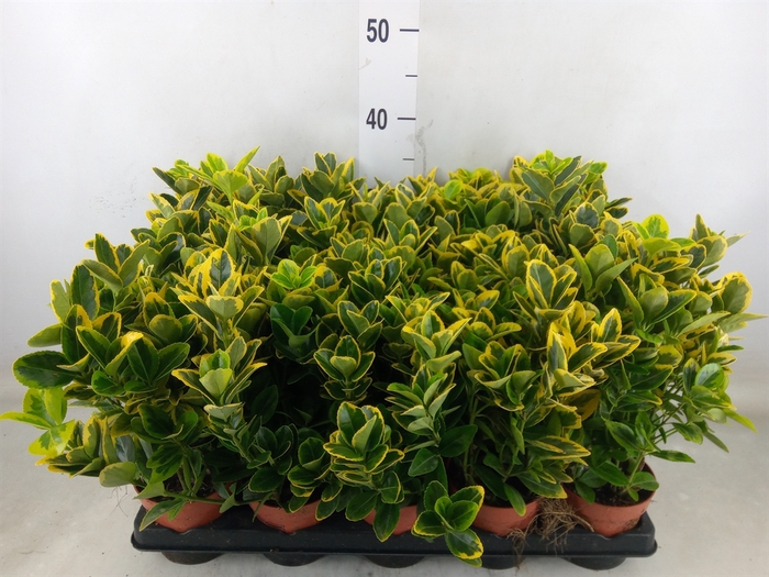 <h4>Euonymus japon. 'Aureus'</h4>