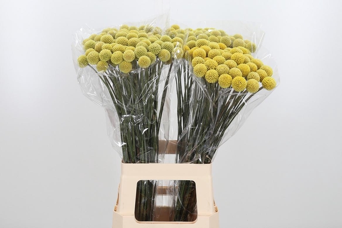 <h4>Craspedia - Overig</h4>