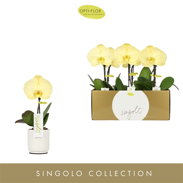 Singolo Aquarello Lemon in Lazio White