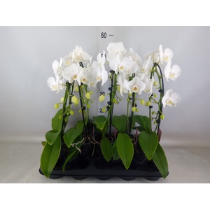 Phalaenopsis   ...white