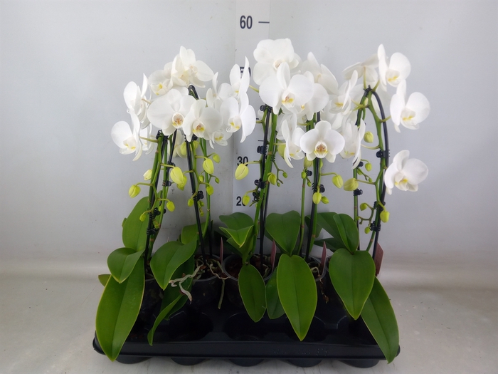 <h4>Phalaenopsis   ...white</h4>