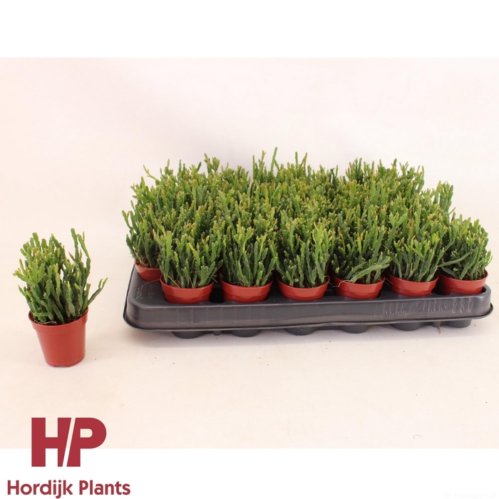 <h4>Rhipsalis ewaldiana 5,5cm</h4>