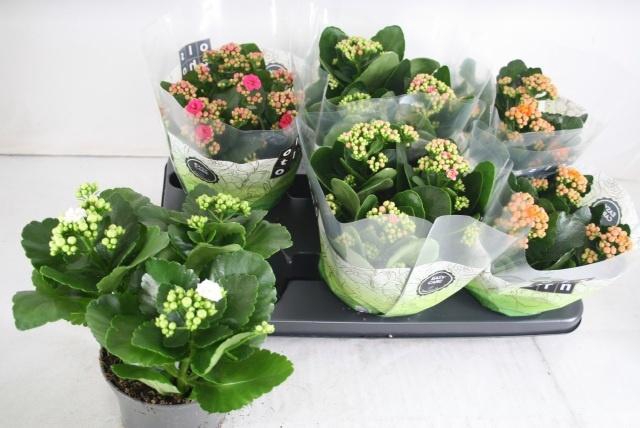 <h4>KAL GE GEM 4 KL</h4>