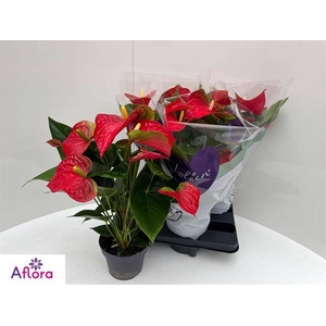ANTHU AN BAMBINO RED