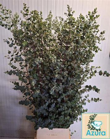 <h4>Euca Gunny Azura</h4>