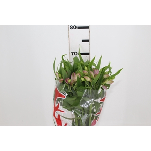 ALSTROEMERIA PAMELA 070 CM