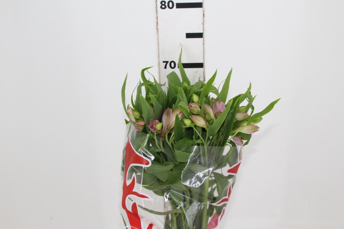 <h4>ALSTROEMERIA PAMELA 070 CM</h4>