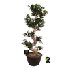 Ficus Mi Overig bonsai Ginseng S-Type