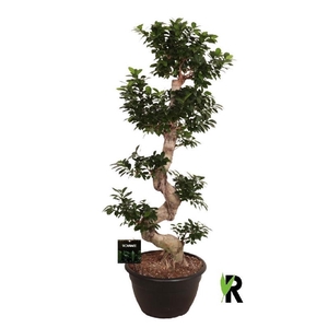 Ficus Mi Overig bonsai Ginseng S-Type