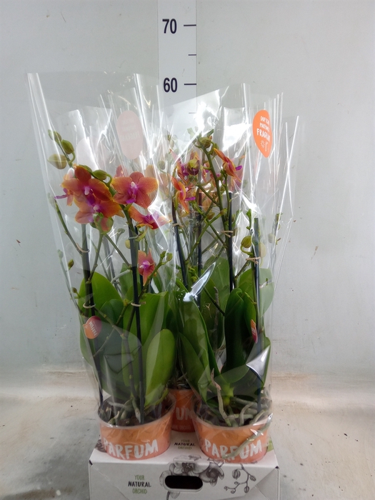 <h4>Phalaenopsis multi. 'Ant Bolgheri'</h4>