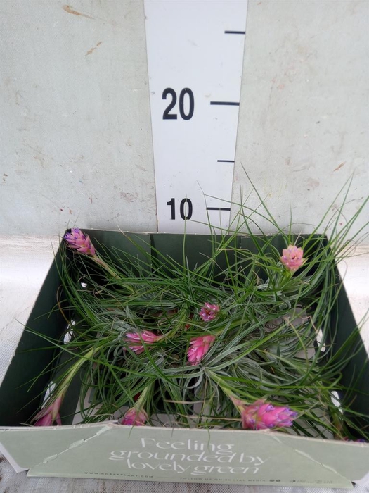 <h4>Tillandsia</h4>