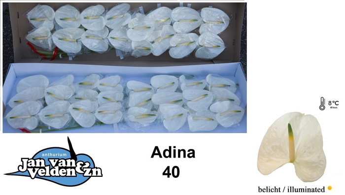 <h4>Anthurium Adina</h4>