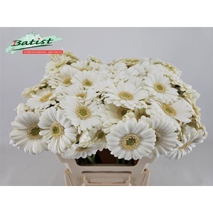 Gerbera mini Albino