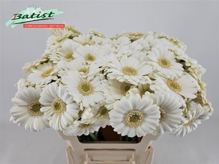 Gerbera mini Albino