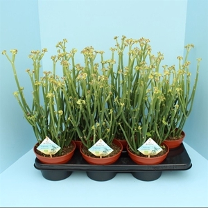 Bio Euphorbia phosphorea 310-PH15