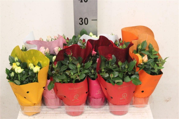 <h4>Rosa Amorosa gemengd</h4>