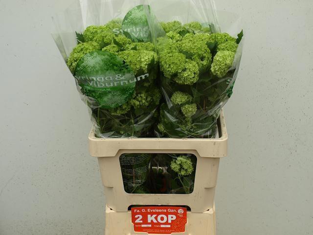 <h4>VIBURNUM ROSEUM ST</h4>