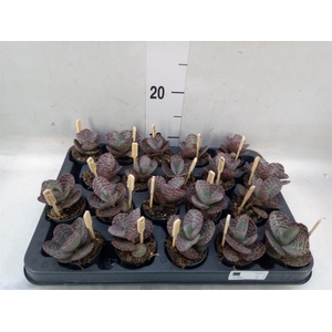 Kalanchoe humilis 'Surpris Desert'