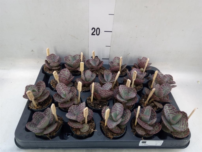 <h4>Kalanchoe humilis 'Surpris Desert'</h4>