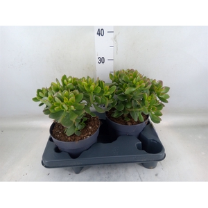 Crassula  'Minova Magic'