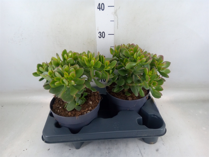 <h4>Crassula  'Minova Magic'</h4>