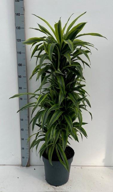 <h4>DRA DE LEMON LIME</h4>