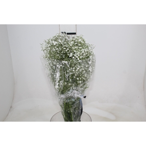 GYPSOPHILA PANICULATA PEARLS BLOSSOM 070 CM MIN 250 GRAMAS