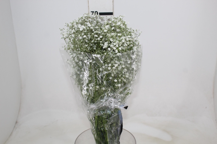 <h4>GYPSOPHILA PANICULATA PEARLS BLOSSOM 070 CM MIN 250 GRAMAS</h4>