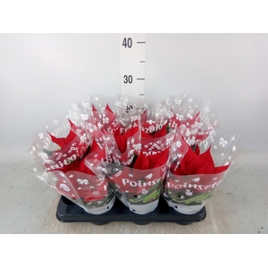 Euphorbia pulc. 'Christ Universe'