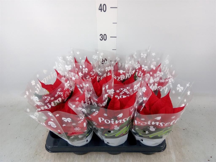 <h4>Euphorbia pulc. 'Christ Universe'</h4>