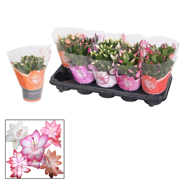 <h4>Schlumbergera - 10,5 cm - Mix</h4>