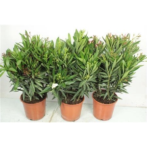 Nerium Oleander Bush - 2054
