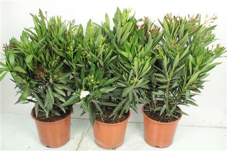 <h4>Nerium Oleander Bush - 2054</h4>