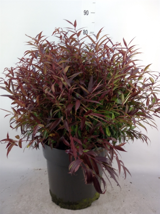 <h4>Leucothoe keidkei 'Burning Love'</h4>