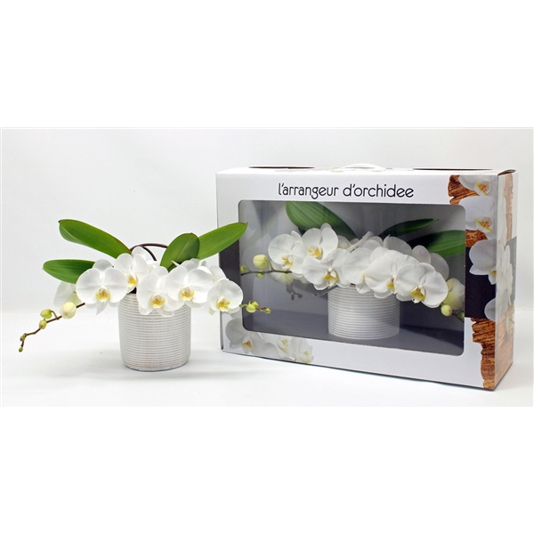 <h4>L'arrangeur D'orchidee (RIJP)</h4>