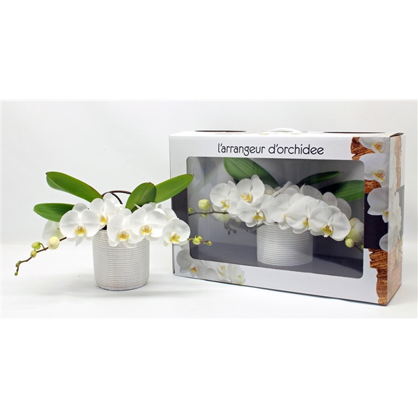 <h4>L'arrangeur D'orchidee (RIJP)</h4>