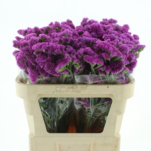 Limonium St Cerise Birds X50