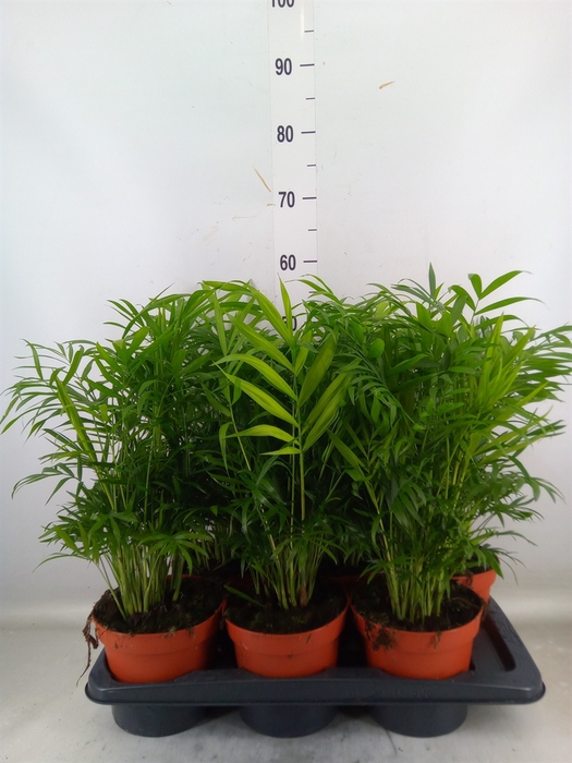 <h4>Chamaedorea elegans</h4>