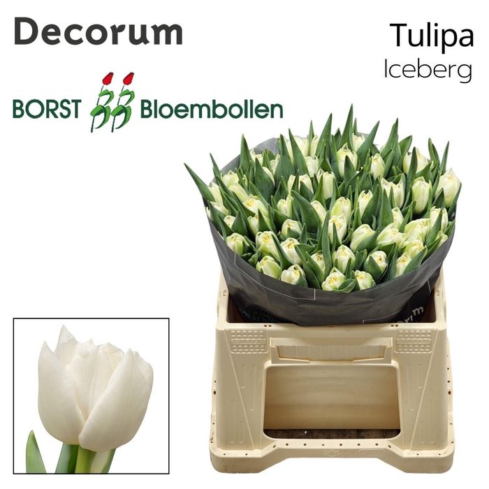 <h4>TU DU ICEBERG</h4>