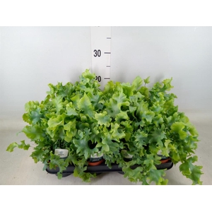 Phlebodium aureum 'Davana'