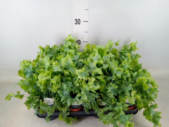 <h4>Phlebodium aureum 'Davana'</h4>