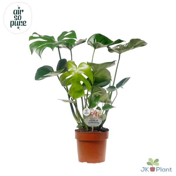 <h4>Monstera Deliciosa "Disc etiket Air So Pure" -> less plastic</h4>