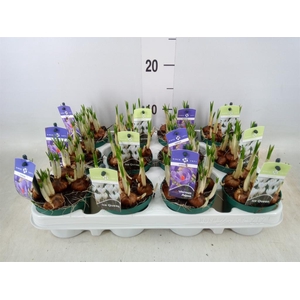 Crocus   ...mix