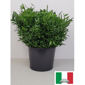 RUSCUS KORT PB