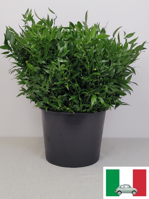 <h4>RUSCUS KORT PB</h4>