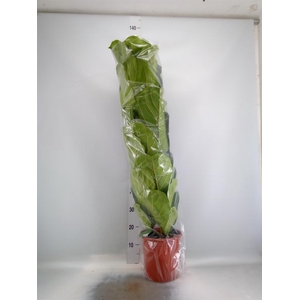 Ficus lyrata
