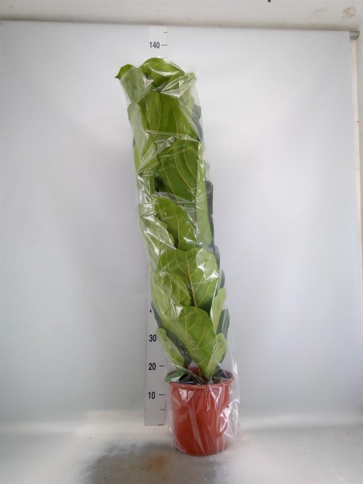 <h4>Ficus lyrata</h4>