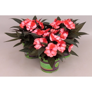 Impatiens N.G.ClockWork Bicolord Orange