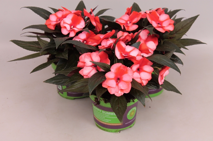 <h4>Impatiens N.G.ClockWork Bicolord Orange</h4>